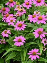 Scheinsonnenhut 'PowWow ® Wild Berry', Echinacea purpurea 'PowWow ® Wild Berry' im Onlineshop der Bohlken Baumschulen