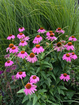 Scheinsonnenhut 'PowWow ® Wild Berry', Echinacea purpurea 'PowWow ® Wild Berry' im Onlineshop der Bohlken Baumschulen