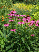 Scheinsonnenhut 'PowWow ® Wild Berry', Echinacea purpurea 'PowWow ® Wild Berry' im Onlineshop der Bohlken Baumschulen