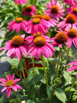 Scheinsonnenhut 'PowWow ® Wild Berry', Echinacea purpurea 'PowWow ® Wild Berry' im Onlineshop der Bohlken Baumschulen