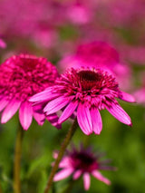 Echinacea purpurea 'Razzmatazz' ®, Gefüllter Sonnenhut 'Razzmatazz' ® im Onlineshop der Bohlken Baumschulen