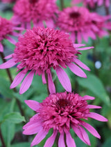 Echinacea purpurea 'Razzmatazz' ®, Gefüllter Sonnenhut 'Razzmatazz' ® im Onlineshop der Bohlken Baumschulen