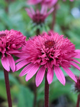 Echinacea purpurea 'Razzmatazz' ®, Gefüllter Sonnenhut 'Razzmatazz' ® im Onlineshop der Bohlken Baumschulen