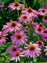 Echinacea purpurea 'Rubinstern', Scheinsonnenhut 'Rubinstern' im Onlineshop der Bohlken Baumschulen