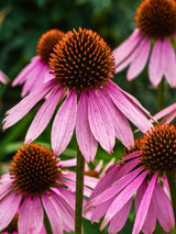 Echinacea purpurea 'Rubinstern', Scheinsonnenhut 'Rubinstern' im Onlineshop der Bohlken Baumschulen