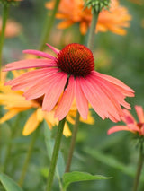 Echinacea purpurea 'Sundown' ®, Scheinsonnenhut 'Sundown' ® im Onlineshop der Bohlken Baumschulen