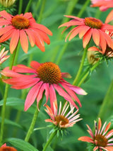 Echinacea purpurea 'Sundown' ®, Scheinsonnenhut 'Sundown' ® im Onlineshop der Bohlken Baumschulen