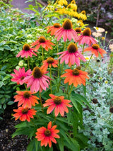 Echinacea purpurea 'Sundown' ®, Scheinsonnenhut 'Sundown' ® im Onlineshop der Bohlken Baumschulen