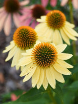 Echinacea purpurea 'Sunrise'®, Scheinsonnenhut 'Sunrise' ® im Onlineshop der Bohlken Baumschulen