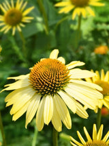 Echinacea purpurea 'Sunrise'®, Scheinsonnenhut 'Sunrise' ® im Onlineshop der Bohlken Baumschulen