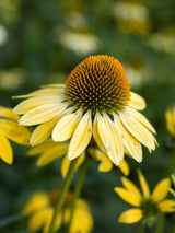 Echinacea purpurea 'Sunrise'®, Scheinsonnenhut 'Sunrise' ® im Onlineshop der Bohlken Baumschulen