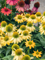 Echinacea purpurea 'Sunrise'®, Scheinsonnenhut 'Sunrise' ® im Onlineshop der Bohlken Baumschulen