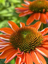 Echinacea purpurea 'Tangerine Dream' ®, Scheinsonnenhut 'Tangerine Dream' ® im Onlineshop der Bohlken Baumschulen