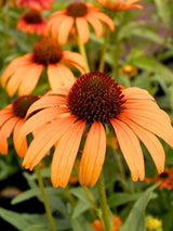 Echinacea purpurea 'Tangerine Dream' ®, Scheinsonnenhut 'Tangerine Dream' ® im Onlineshop der Bohlken Baumschulen