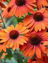 Echinacea purpurea 'Tangerine Dream' ®, Scheinsonnenhut 'Tangerine Dream' ® im Onlineshop der Bohlken Baumschulen