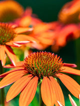 Echinacea purpurea 'Tiki Torch' ®, Scheinsonnenhut 'Tiki Torch' ® im Onlineshop der Bohlken Baumschulen