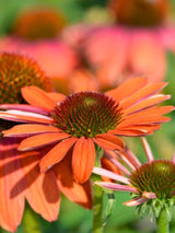 Echinacea purpurea 'Tiki Torch' ®, Scheinsonnenhut 'Tiki Torch' ® im Onlineshop der Bohlken Baumschulen