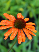 Echinacea purpurea 'Tiki Torch' ®, Scheinsonnenhut 'Tiki Torch' ® im Onlineshop der Bohlken Baumschulen