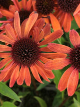 Echinacea purpurea 'Tiki Torch' ®, Scheinsonnenhut 'Tiki Torch' ® im Onlineshop der Bohlken Baumschulen