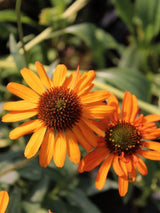 Echinacea purpurea 'Tiki Torch' ®, Scheinsonnenhut 'Tiki Torch' ® im Onlineshop der Bohlken Baumschulen