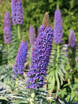Madeira - Natternkopf