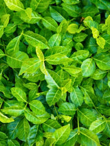 Euonymus fortunei 'Coloratus', Purpur Kriechspindel 'Coloratus' im Onlineshop von Bohlken Pflanzenversand GbR