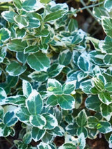 Euonymus fortunei 'Emerald Gaiety', Spindelstrauch, Kriechspindel 'Emerald'n Gaiety' im Onlineshop von Bohlken Pflanzenversand GbR