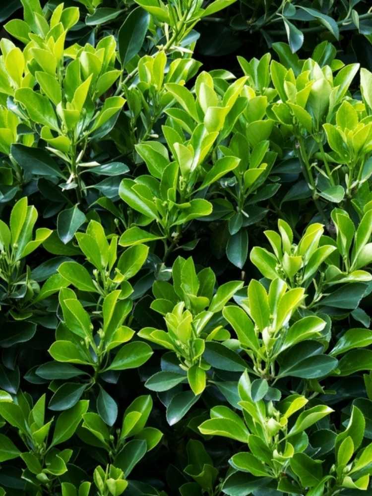 Jetzt Japanischer Spindelstrauch 'Green Wonder' ® online kaufen bei Bohlken  Pflanzenversand – Bohlken Pflanzenversand GbR