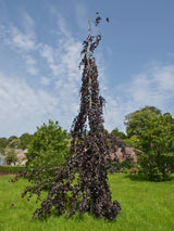 Trauer-Buche 'Black Swan', Fagus sylvatica 'Black Swan' im Onlineshop der Bohlken Baumschulen