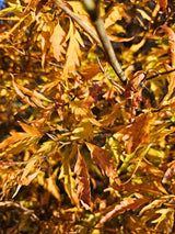 Fagus sylvatica 'Mercedes', Rotbuche 'Mercedes' im Onlineshop der Bohlken Baumschulen