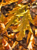 Fagus sylvatica 'Mercedes', Rotbuche 'Mercedes' im Onlineshop der Bohlken Baumschulen