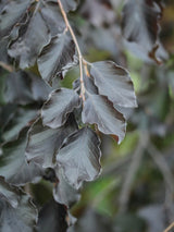 Fagus sylvatica 'Purple Fountain', Blutbuche 'Purple Fountain' im Onlineshop der Bohlken Baumschulen