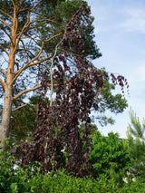 Fagus sylvatica 'Purple Fountain', Blutbuche 'Purple Fountain' im Onlineshop der Bohlken Baumschulen