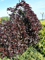 Fagus sylvatica 'Purpurea Pendula', Schwarzrote Hängeblutbuche 'Purpurea Pendula' im Onlineshop der Bohlken Baumschulen