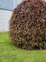 Fagus sylvatica 'Purpurea Pendula', Schwarzrote Hängeblutbuche 'Purpurea Pendula' im Onlineshop der Bohlken Baumschulen