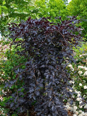 Fagus sylvatica 'Rohan Weeping', Rotbuche 'Rohan Weeping' im Onlineshop bei den Bohlken Baumschulen