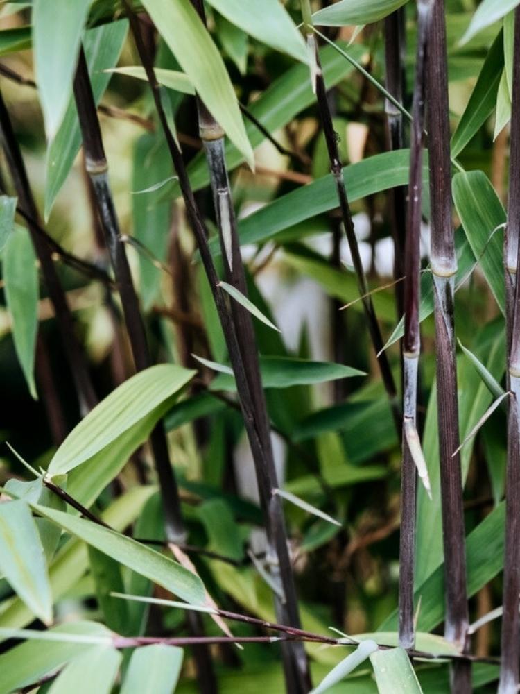 Jetzt Gartenbambus 'Jiuzhaigou Deep Purple' online kaufen bei Bohlken  Pflanzenversand – Bohlken Pflanzenversand GbR