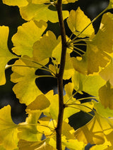 Ginkgo biloba 'Eifel', Fächerblattbaum, Ginkgobaum 'Eifel' im Onlineshop der Bohlken Baumschulen