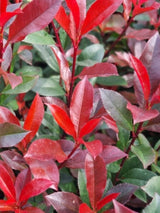 Bild von Glanzmispel 'Devils Dream'® im Onlineshop von Bohlken Pflanzenversand GbR