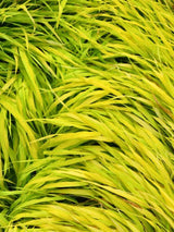 Japanisches Berggras 'Allgold', Hakonechloa macra 'Allgold' im Onlineshop der Bohlken Baumschulen