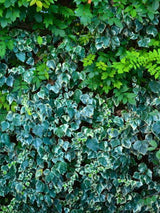 Hedera algeriensis 'Gloire de Marengo' | Gelbbunter Efeu im Onlineshop der Bohlken Baumschulen