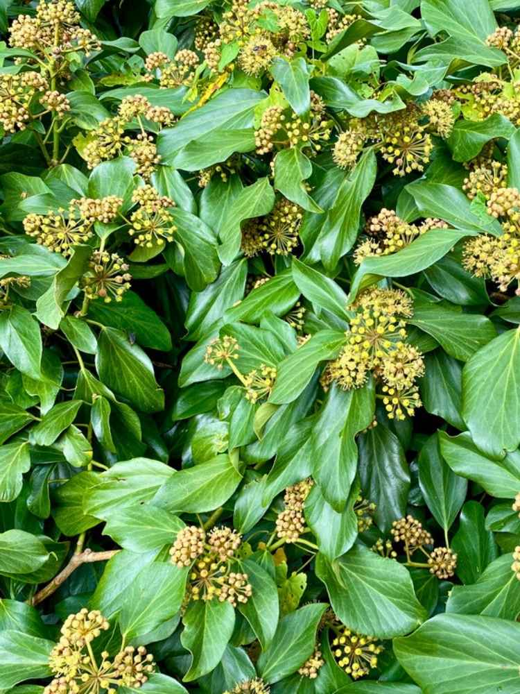 Jetzt Strauch-Efeu 'Arborescens' online kaufen bei Bohlken Pflanzenversand  – Bohlken Pflanzenversand GbR