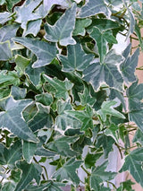 Hedera helix 'Glacier' | Weißgrüner Efeu 'Glacier'| kaufen im Onlineshop der Bohlken Baumschulen