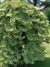 Hedera helix 'Glacier' | Weißgrüner Efeu 'Glacier'| kaufen im Onlineshop der Bohlken Baumschulen