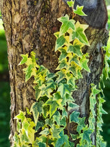 Hedera helix 'Goldchild' | Gelbbunter Efeu 'Goldchild' | kaufen im Onlineshop der Bohlken Baumschulen