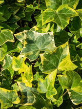 Hedera helix 'Goldchild' | Gelbbunter Efeu 'Goldchild' | kaufen im Onlineshop der Bohlken Baumschulen