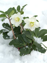 Helleborus niger, Christrose im Onlineshop der Bohlken Baumschulen