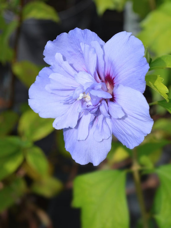 Hibiscus syriacus 'Blue Chiffon', Garteneibisch 'Blue Chiffon' ® im Onlineshop der Bohlken Baumschulen