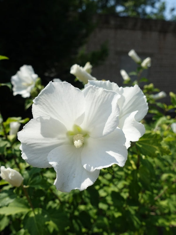 Hibiscus syriacus 'Flower Tower White' ®, Garteneibisch 'Flower Tower White' ® im Onlineshop der Bohlken Baumschulen