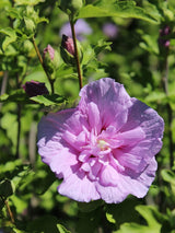 Garteneibisch, Hibiscus syriacus 'Lavender  Chiffon' ® kaufen im Online-Shop der Bohlken Baumschulen